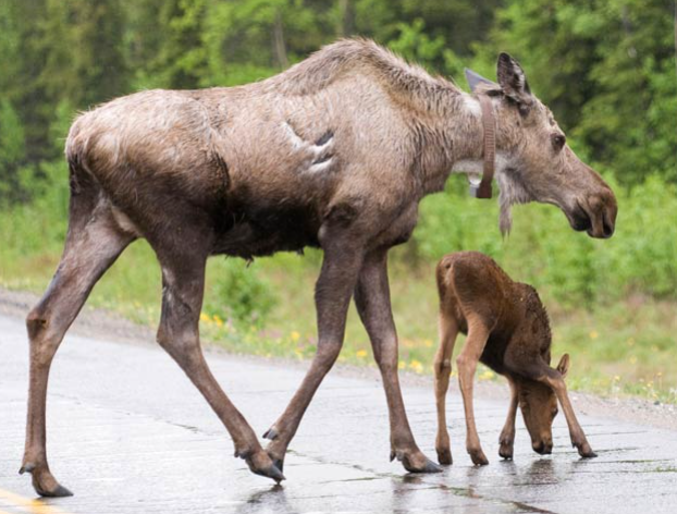 <p>Female moose</p>