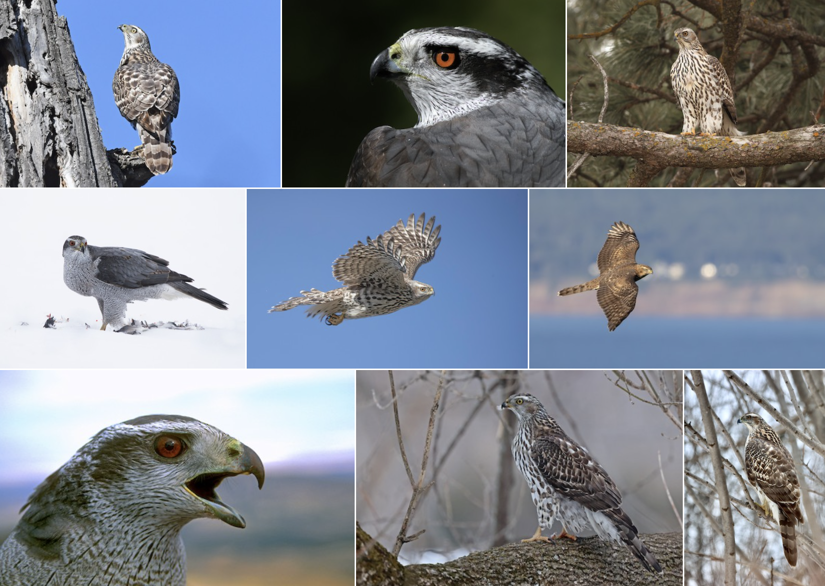 <p>long feathers on legs</p>