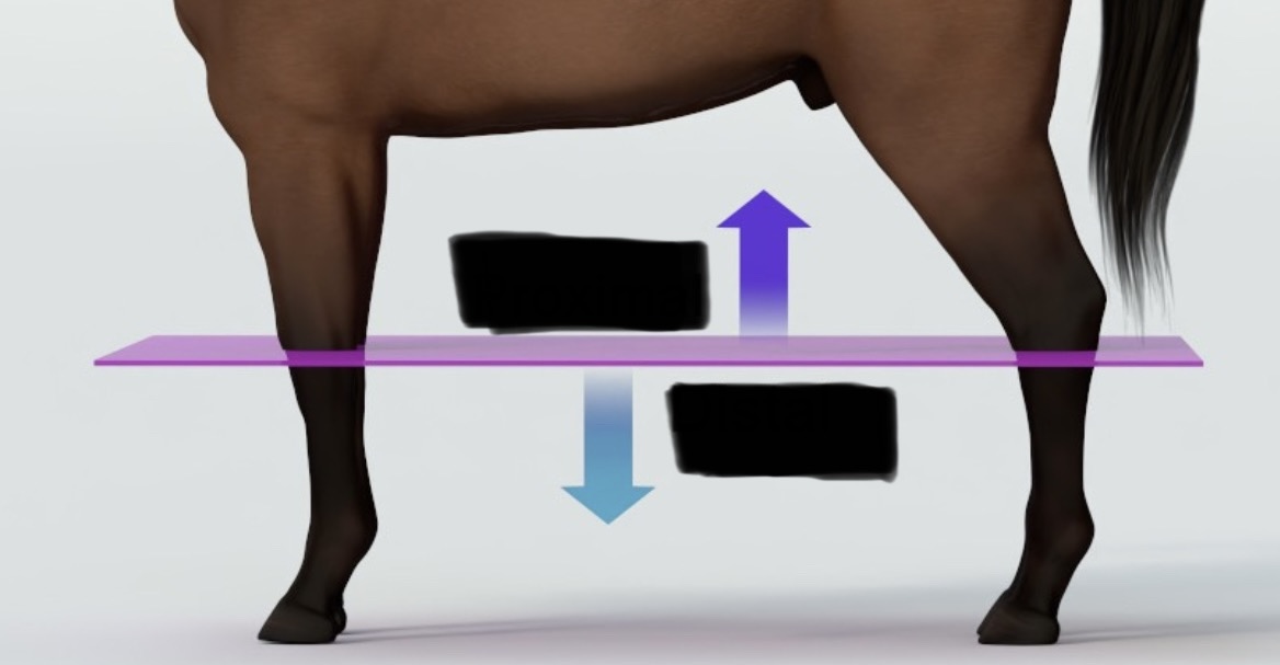 <p>What is the purple arrow?, What is the blue arrow?</p>