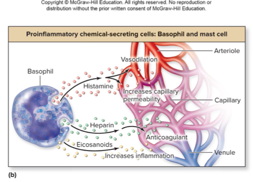 <ul><li><p>Pro-inflammatory chemical-secreting cells; promote inflammation</p></li><li><p>Basophils circulate in the blood</p></li></ul><p></p>