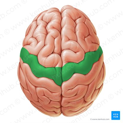 <p>motor area (peaks)</p>