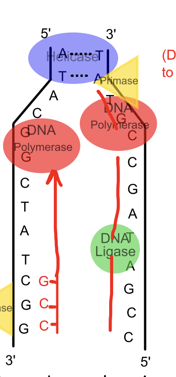 <p>In this model, what does each enzyme do?</p>