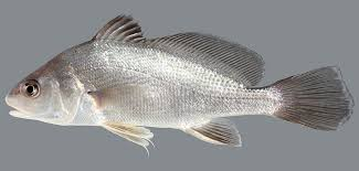 <p><strong>Drum</strong></p><ul><li><p><em>ID:</em> Downturned mouth</p></li><li><p><em>Ecology:</em> Bottom feeders</p></li><li><p><em>Uses:</em> <strong>Food, sport fishing</strong></p></li></ul><p></p>