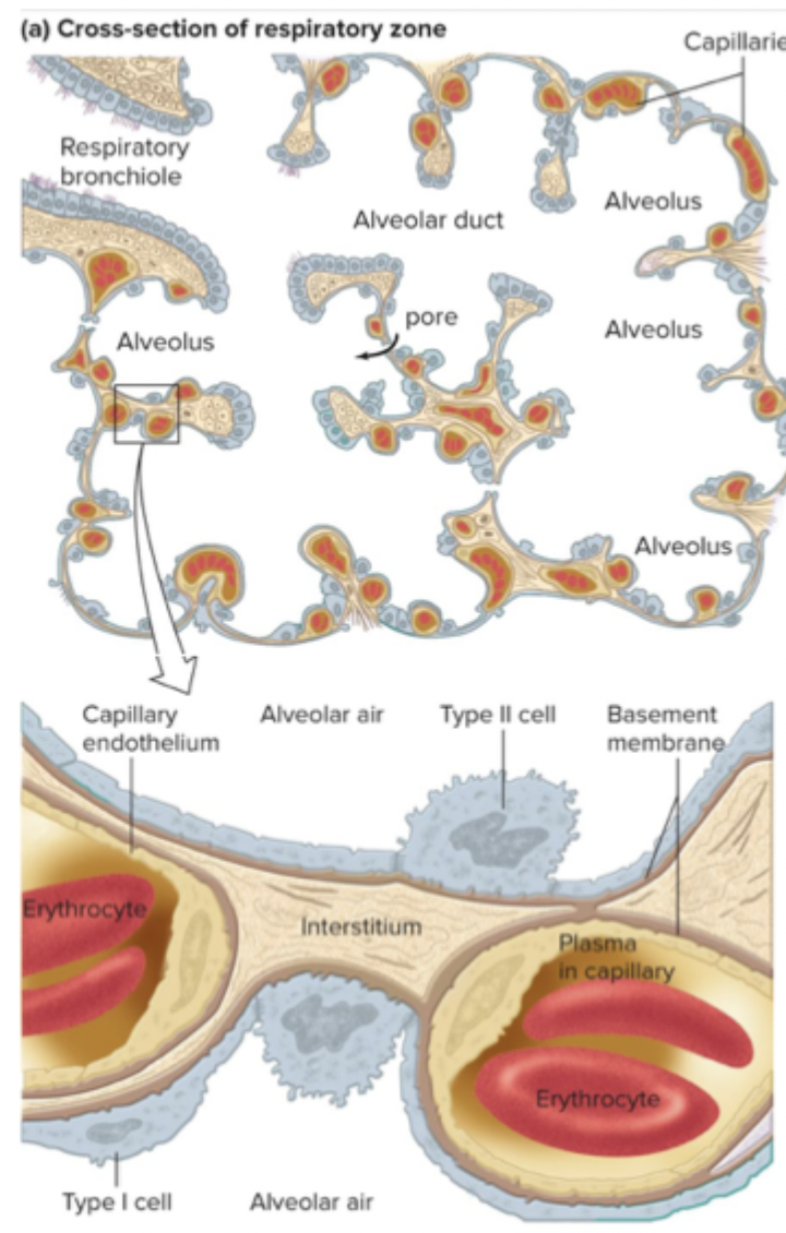 <p>Type I - flat epithelial cells, single layer thick, make up alveolar walls</p><p>Type II - secrete surfactant that prevents collapse of alveoli</p>