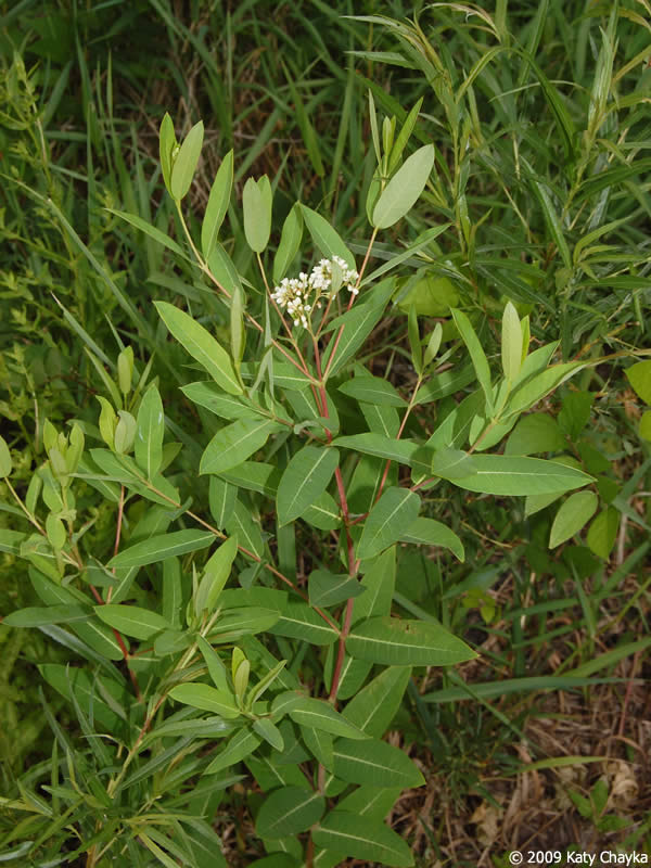 <p>An upright plant with opposite oval leaves, small pink or white bell-shaped flowers, milky sap, and long slender seed pods that grow in pairs. </p>