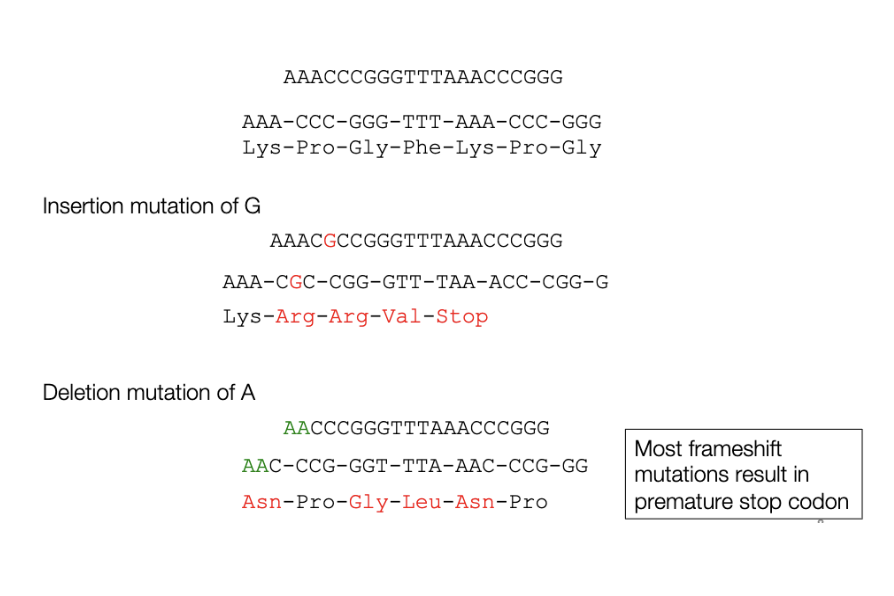 <p>insertion or deletion of nucleotides that alter the reading frame of the coding sequence</p>
