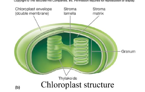 <p>chloroplasts</p>