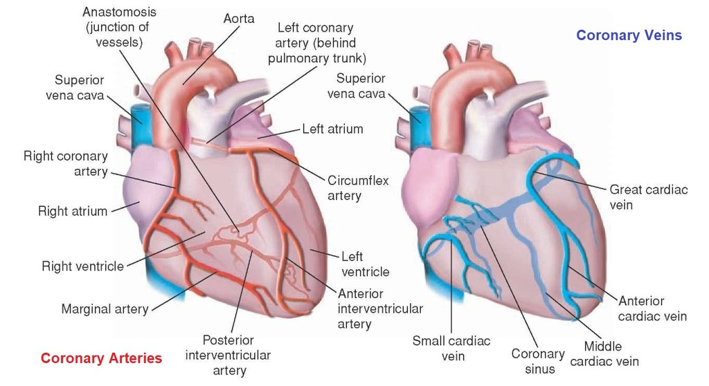 <p>left anterior descending artery <span style="background-color: transparent; font-family: "Times New Roman", serif;">(LAD)</span></p>