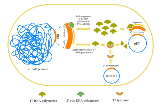 <ul><li><p><span style="color: red;">Lactose binds</span> to the lac repressor protein</p></li><li><p>Causes the <span style="color: red;">protein to change shape and fall off</span> the DNA</p></li><li><p><span style="color: red;">Allows initiation of transcription</span> of the T7 RNA polymerase gene and subsequent expression</p></li></ul><p></p>