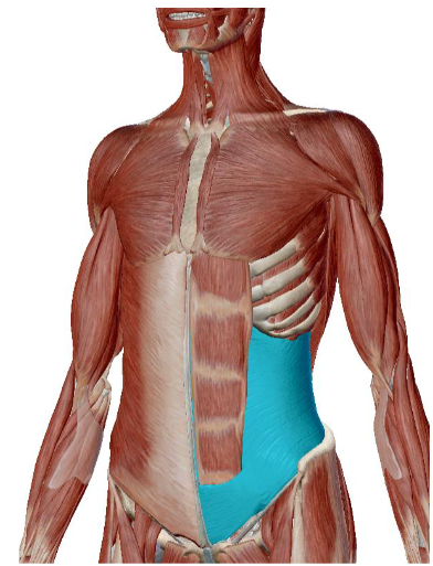 <p>what muscle is this </p>
