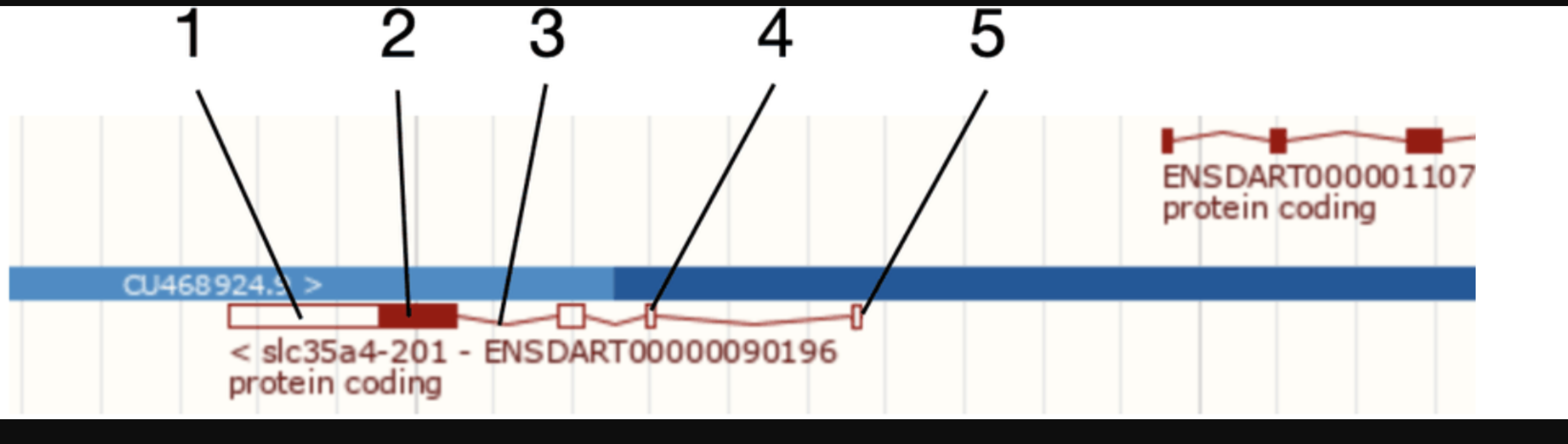 <p>For the gene model below, choose all the correct identifications.</p>