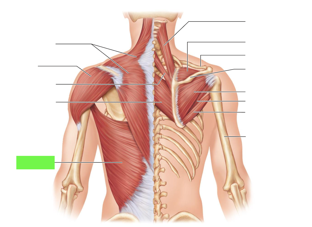 <ul><li><p>adduction of humerus</p></li><li><p>extension of arm (pulling backward)</p></li></ul><p></p>