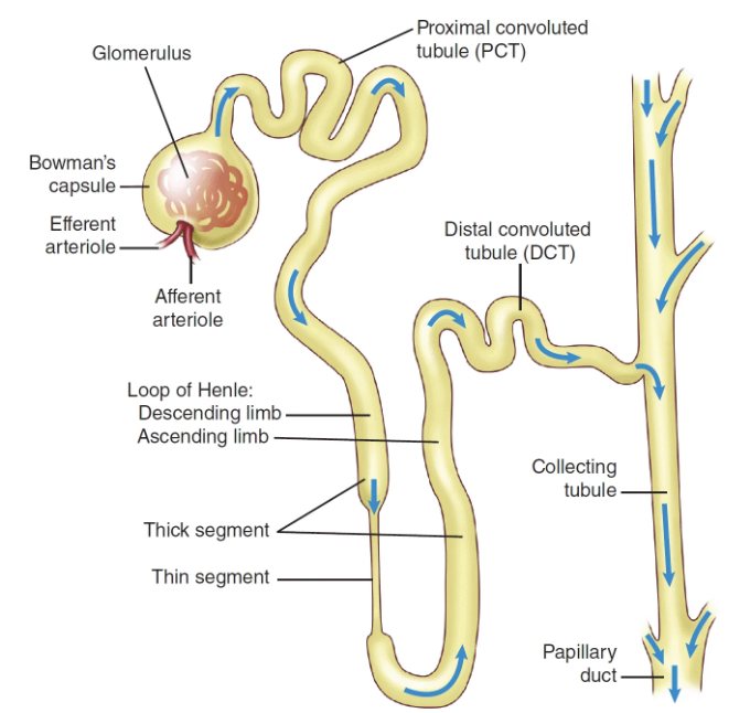<p><strong>Anatomy of a Nephron</strong></p>