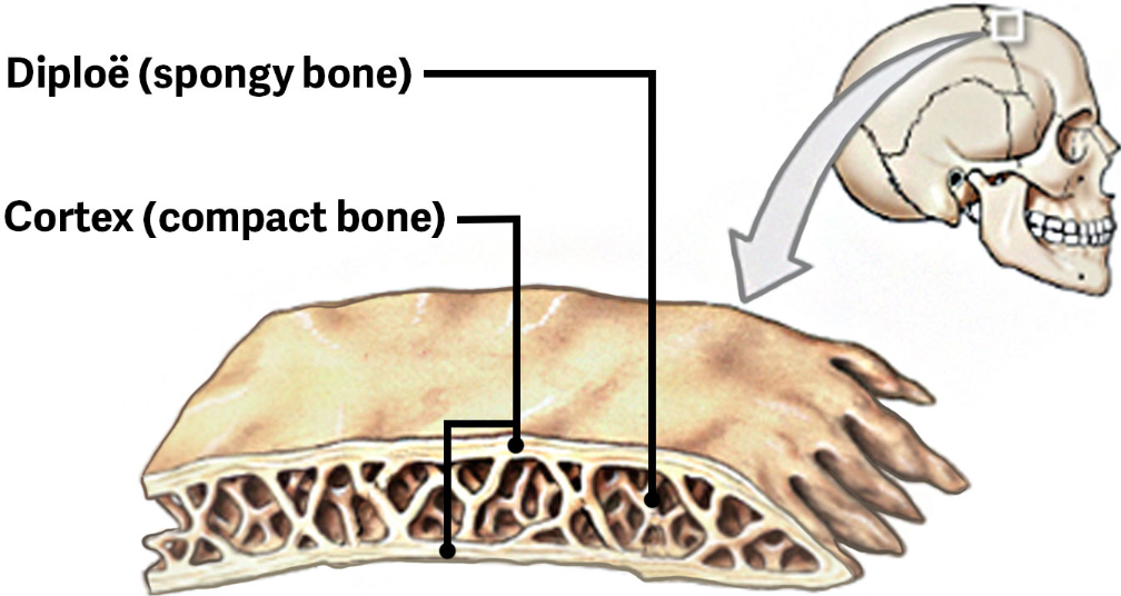 <p>Have a parallel structure</p>