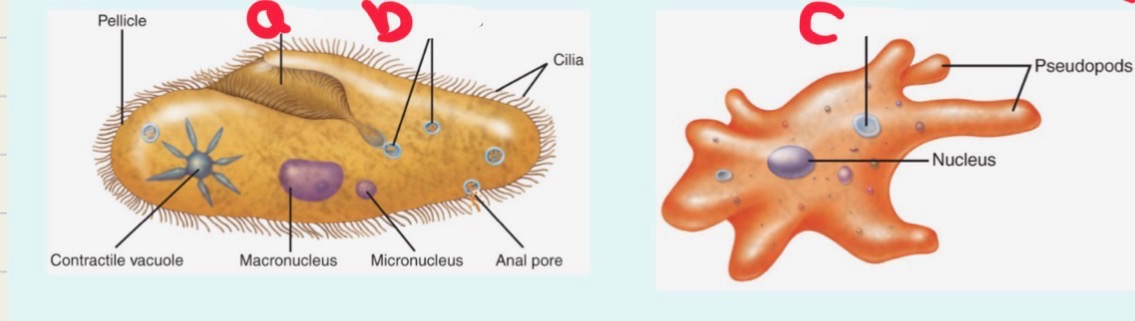 <p>Label and classify these</p>