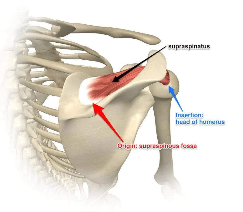 <p>Supraspinatus (Muscles crossing the shoulder - arm movement 5 of 9):</p><p>What is IA?</p>