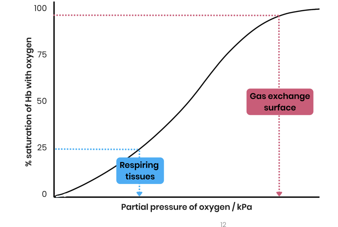 <ul><li><p>Hb has a high affinity for oxygen </p></li><li><p>so oxygen readily associates </p></li><li><p>so % saturation of Hb with oxygen is high </p></li></ul><p></p>