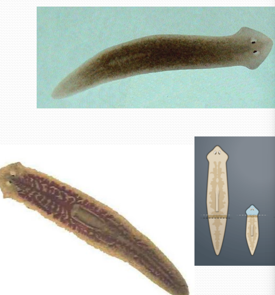 <p>bilateral animals </p>