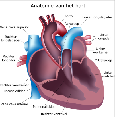 <p>Een cyanotische aandoening met een normale longcirculatie waarbij de arteriën uit het verkeerde ventrikel komen (foto is normale toestand) → de aorta ontspringt uit de R-ventrikel en de arteria pulmonalis uit de L-ventrikel. O2-arm bloed gaat zo vanuit de R-kamer in de aorta naar het lichaam en het O2-rijk bloed gaat vanuit de L-kamer weer de longslagader in.</p><p>Zolang de ductus Botalli en het foramen ovale nog open zijn is er nog enige uitwisseling van O2-rijk en O2-arm bloed. Onbehandeld overlijdt 90% binnen de maand, als het tijdig wordt ontdekt is het wel goed te behandelen.</p><p>Er treed enkele dagen na de geboorte steeds erger wordende cyanose op. De eerste dagen vangt de open ductus dit nog op waardoor de cyanose er niet is of minder erg is. Op een echo is duidelijk te zien dat de arteriën parallel lopen ipv gekruist. Er wordt dan onmiddelijk eerste opvang voorzien → toedienen van O2 en IV prostaglandines om de ductus te heropenen, dit heeft onmiddellijk effect waardoor de saturatie verbeterd. Er kan ook een ballonseptostomie (rashkind-procedure) worden uitgevoerd in het atriumseptum. Beademing is noodzakelijk omdat een bijwerking van prostaglandine AH-stilstand is. Als de zv stabiel is wordt binnen enkele dagen de arteriële switch-operatie uitgevoerd.</p><p>Op lange termijn is er een klein risico op het lekken van de hartkleppen, een risico op vernauwing van de arteria pulmonalis door littekenvorming en risico op hartritmestoornissen.</p>