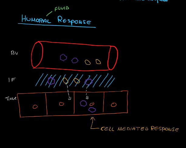 <ul><li><p>Mature in the bone marrow</p></li><li><p>Cause the humoral response, they attack pathogens located in the body’s fluids; like the blood or the interstitial fluid</p></li></ul><p></p>