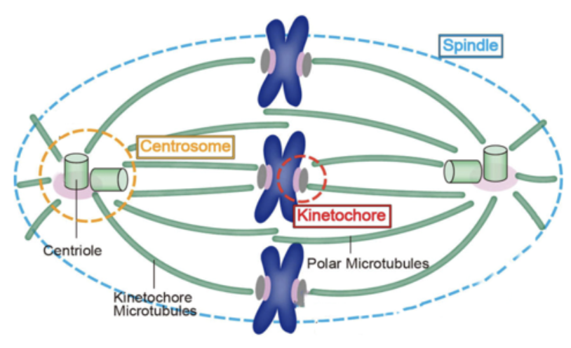 <p>site of assembly of microtubule spindle fibers, contains a pair of centrioles</p>