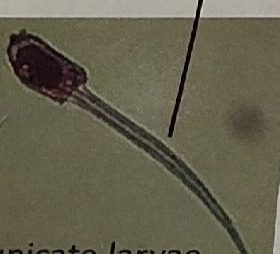 <p>what is this on the tunicate larvae</p>