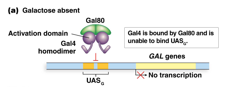 <ul><li><p>Each <span style="font-family: KaTeX_Main, "Times New Roman", serif; line-height: 1.2; font-size: 1.21em;">UASG​</span> element contains two 17-bp repeat sequences that serve as binding sites for Gal4.</p></li><li><p>Gal4 functions as a <strong>homodimer</strong>, with each polypeptide having two domains: </p><ul><li><p>one for DNA binding (to the 17-bp sequence) </p></li><li><p>another for interacting with <strong>Gal80</strong>.</p></li></ul></li><li><p>When galactose is absent, <strong>Gal80</strong> interacts with Gal4, keeping it inactive. The Gal4 DNA-binding domain is unable to bind to <span style="font-family: KaTeX_Main, "Times New Roman", serif; line-height: 1.2; font-size: 1.21em;">UASG​</span>, resulting in no transcription of the <em>GAL</em> genes.</p></li></ul><p></p>