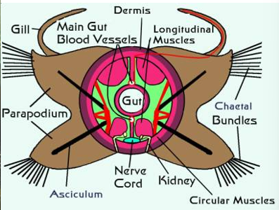 <p>Gas exchange in polychaetes often occurs through parapodia and ______</p>
