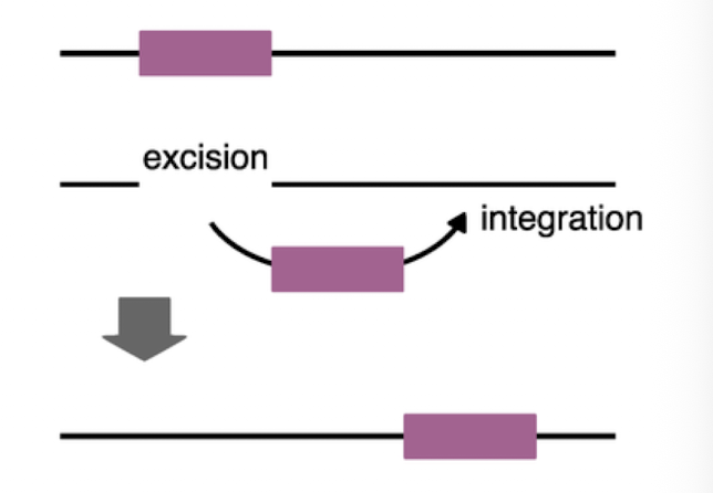 <p>-cut and paste </p><p>-gene changes site or location </p>