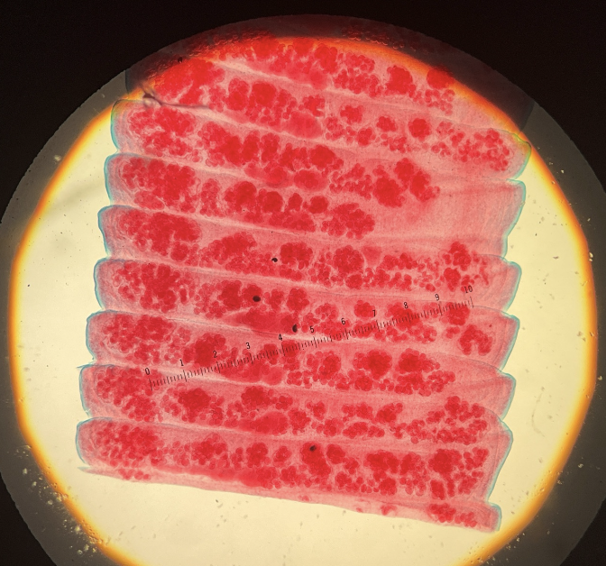 <p>Kingdom?</p><p class="p1">Phylum?</p><p class="p1">Class?</p><p class="p1">Subclass?</p><p class="p1">Order?</p><p class="p1">Family?</p><p class="p1">ID?</p>