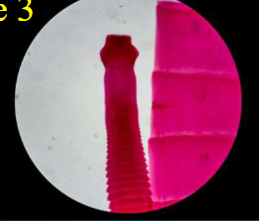 <p>Phylum &amp; name?</p>