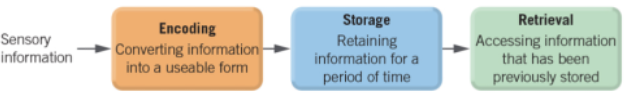 <p>Information processing model of memory includes three processes:</p><p class="MsoNormal"></p>