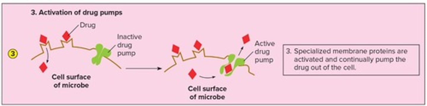 <p>specialized membrane proteins are activated and continually pump the drug out of the cell</p>