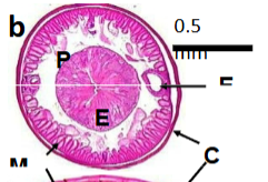 <p>What is indicated by C?</p>