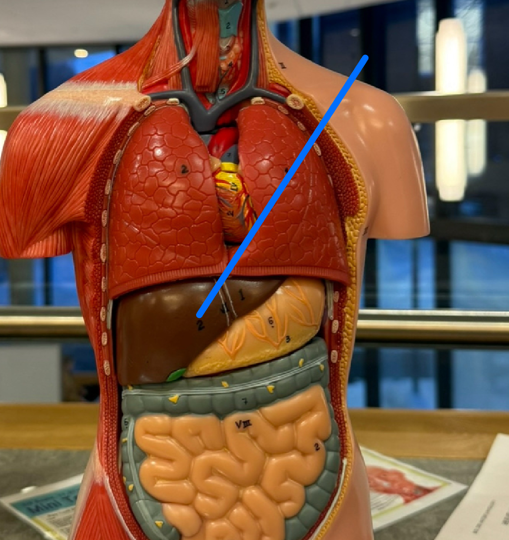 <p>Produces bile</p>