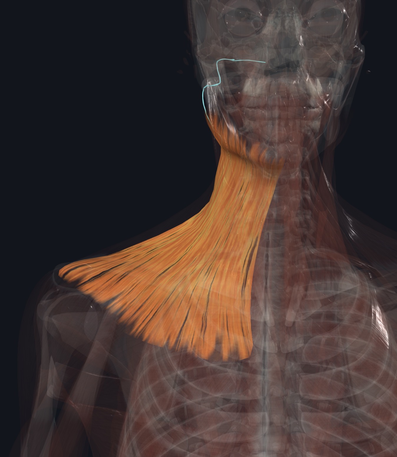 <p>Cervical branch of facial N (CN VII)</p>
