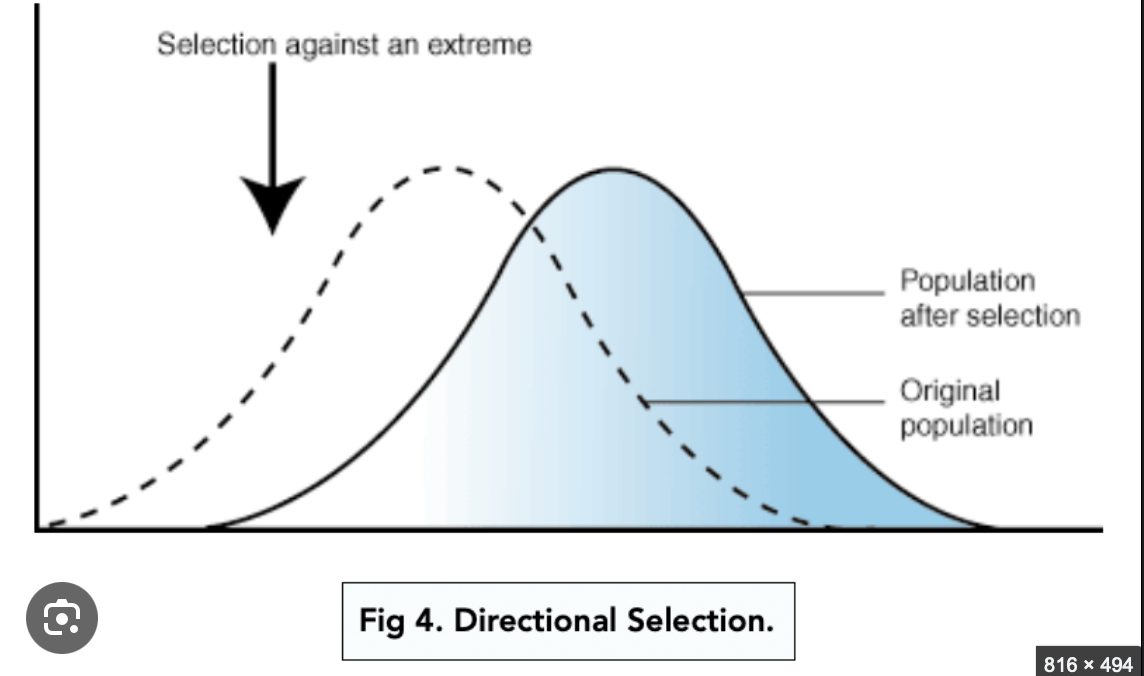 <p><span style="background-color: transparent;"> a type of natural selection, where an environmental change favors a single extreme physical trait, causing the average trait in a population to shift in that direction over time</span></p>