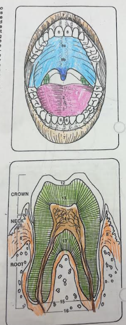 <p>What is number 16? </p>