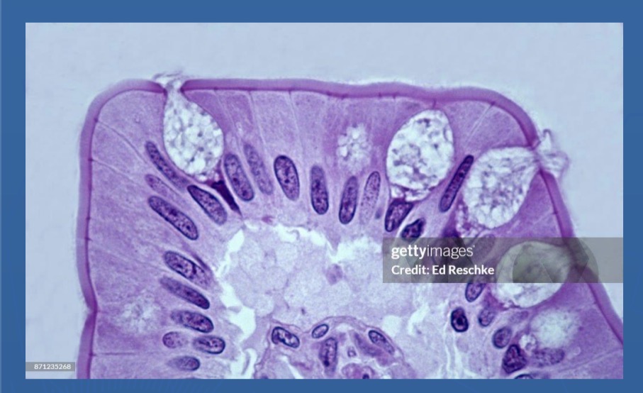 <p>Identify the tissue</p>