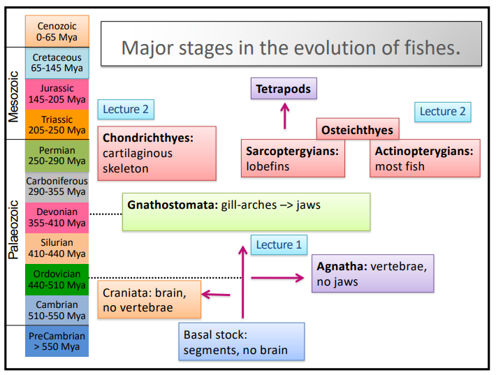 <ul><li><p>vertebrates are a <strong>subphylum </strong>of the <strong>chordate phylum </strong>in the <strong>deuterostomia clade </strong>of <strong>bilaterian </strong>animals</p></li></ul><p></p><p>the first lineage to evolve was the <strong>agnatha </strong>(lamprey + hagfish), before the <strong>gnathostomata </strong>developed <strong>jaws </strong>+ paired fins:</p><ul><li><p><strong>chondrichthyans</strong>- cartilagenous fish eg. sharks + rays</p></li><li><p><strong>osteichthyes</strong>- bony fish</p><ul><li><p><strong>actinopterygians</strong>- ray-finned fish eg. most fish</p></li><li><p><strong>sarcopterygians</strong>- lobe-finned fish + tetrapods (terrestrial)</p></li></ul></li></ul><p>the ‘<strong>fish</strong>’ is a <strong>paraphyletic </strong>group/grade, not a clade- it contains the most recent common ancestor but <strong>not all the descendants (no tetrapods)</strong></p>