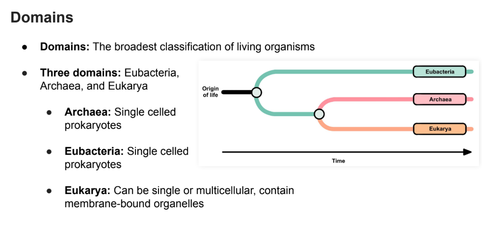 <p><strong>Can be single or multicellular, contain membrane bound organelles. </strong></p>