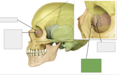 <p>Lacrimal bone: this is the</p>