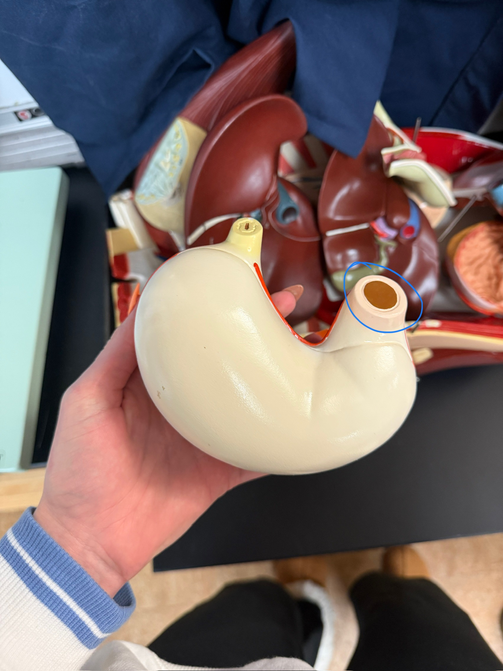 <p>name this region</p>