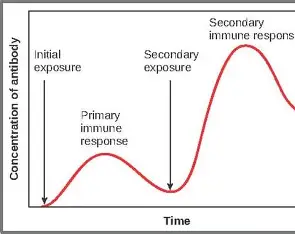 <p>The pathogens first initial contact creates a lag in the primary response because it takes time for phagocytosis and lymphocytes clonal selection and expansion and so symptoms are already displayed when the antibodies are secreted</p><p>The antibodies concentration then increases and the primary response kills the pathogens </p><p>Subsequent exposure to the pathogens trigger fast secondary immune response with no lag before symptoms as memory cells remember the antigens and have a complementary receptor so can stimulate plasma cells and specific antibodies even with low levels of pathogen</p>