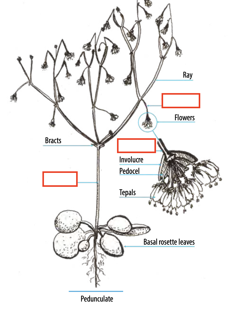 <ul><li><p><span style="font-size: small;"><span>The common stalk of a cluster of flowers</span></span></p></li><li><p>1st: <span><span>very first, newly formed, or inaugural, blooming stalk a plant produces</span></span></p></li></ul><p></p>