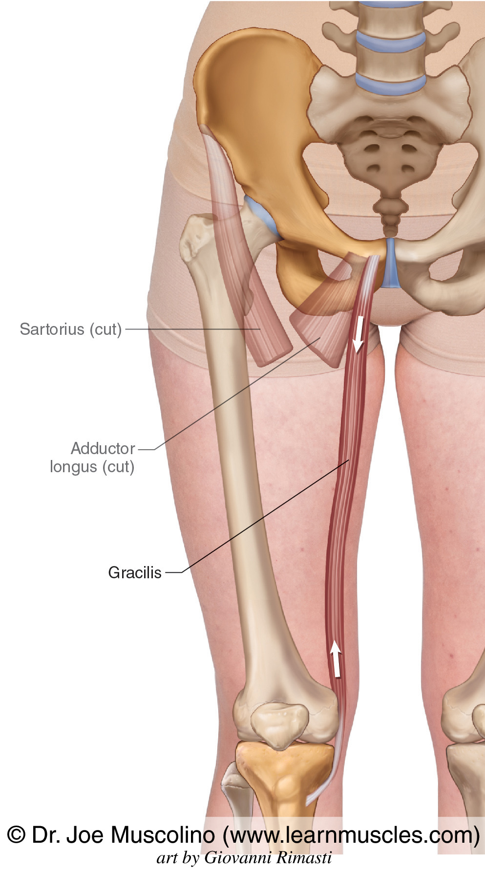 <ul><li><p>Origin: Inferior ramus/body of pubis/ischial ramus</p></li><li><p>Insertion: Medial tibial condyle</p></li><li><p>Action: Femorocoxal adduction.</p></li></ul><p></p>