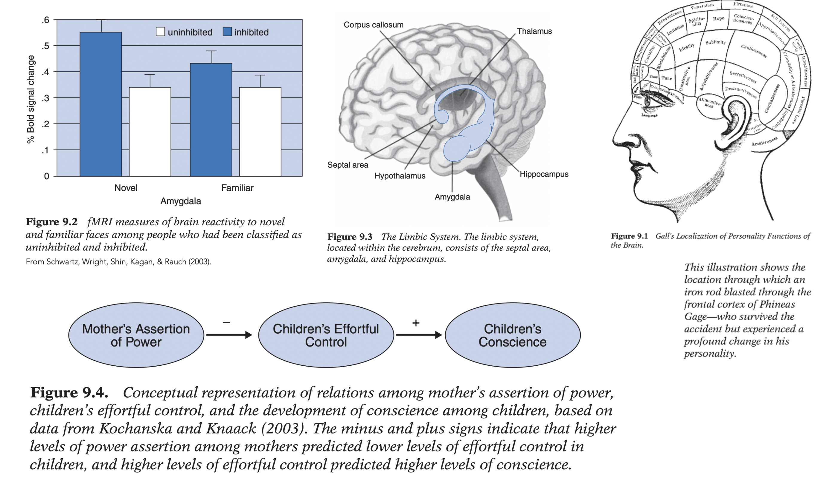 <p><strong>Temperament:</strong> biologically based individual differences in emotional/motivational tendencies evident early in life (emotional reactivity; mood; arousal; self-soothing) → suggests biological origins before substantial social experience (but keep prenatal experience in mind for homosexual study!).</p><p class="p1"><strong>(A) Historical development:</strong> early <strong>taxonomy + causal explanations</strong></p><ul><li><p class="p1"><strong>Hippocrates/Kant:</strong> four temperaments explained by bodily fluids (rejected);</p></li><li><p class="p1"><strong>Gall:</strong> phrenology (correct: functional specialization; incorrect: isolated localization—brain functions via interconnected systems);</p></li><li><p class="p1"><strong>Darwin:</strong> evolution + emotional expression → foundation for evolutionary psychology;</p></li><li><p class="p1"><strong>Mendel:</strong> modern genetics;</p></li><li><p class="p1"><strong>Kretschmer/Sheldon:</strong> body type → temperament/personality (weak empirical support; methodological flaws);</p></li><li><p class="p1"><strong>Pavlov:</strong> nervous-system strength (maintaining functioning under high stimulation) + conditioned reflexes → precursor of biological stress reactivity.</p></li></ul><p class="p1"></p><p class="p1"><strong>(B) Modern longitudinal research:</strong></p><ul><li><p class="p1"><strong>Thomas & Chess (NYLS):</strong></p><ul><li><p class="p1">(1) easy (adaptable; positive); (2) difficult (negative; poorly adaptable); (3) slow-to-warm-up (low reactivity; cautious)</p></li><li><p class="p1">→ infant temperament predicts later adjustment (difficult → most problems; easy → fewest);</p></li><li><p class="p1"><strong>goodness-of-fit:</strong> optimal development depends on match between temperament and parenting (≠ universally optimal parenting).</p></li></ul></li><li><p class="p1"><strong>Buss & Plomin:</strong> </p><ul><li><p class="p1">inherited dimensions: (1) emotionality; (2) activity; (3) sociability → stable across development; substantial genetic influence (especially MZ twins);</p></li><li><p class="p1">limitation: parental-report bias (e.g., overestimating twin similarity). → Shift toward biologically grounded temperament dimensions; influenced later trait models (Big Five); lacked direct biological measures.</p></li></ul></li><li><p class="p1"><strong>Kagan’s biological temperament model:</strong> objective laboratory observations (≠ parent reports);</p><ul><li><p class="p1">(1) <strong>inhibited:</strong> fear; avoidance; restraint; physiological arousal to novelty vs. (2) <strong>uninhibited:</strong> curiosity; sociability; positive affect.</p></li><li><p class="p1">Hypothesis: <strong>high-reactive (!) infants → inhibited; low-reactive → uninhibited.</strong> 4-month testing: ~20% high-reactive; ~40% low-reactive; ~40% intermediate. Longitudinal follow-up (14 mo; 21 mo; 4.5 y; 8 y): substantial continuity (high-reactive → greater fear; HR/BP; less smiling/talking; low-reactive → confident/social).</p></li><li><p class="p1">Continuity ≠ determinism: (a) supportive, (b) non-overprotective parenting with (c) reasonable demands reduced fearful outcomes; BUT <strong>no</strong> high-reactive infant became consistently uninhibited; low-reactive → inhibited only rarely → inherited temperament biases developmental direction (predisposition ≠ destiny).</p></li><li><p class="p1"><strong>Biological mechanisms:</strong> high-reactive infants form distinct categorical group (~10% consistently inhibited; ≠ purely continuous dimension).</p><ul><li><p class="p1"><strong>Amygdala:</strong> novelty/threat detection; <strong>frontal cortex:</strong> regulates amygdala/emotion. fMRI: inhibited at age 2 → greater amygdala activation to unfamiliar / novel (but not non-novel!) faces at ~20 y → long-term biological stability.</p></li><li><p class="p1">Animal knockout studies: <strong>stathmin gene</strong> influences amygdala functioning (gene present → greater fearfulness; absent → reduced fear). <strong>Limitations:</strong> amygdala ≠ fear center only (multiple functions); amygdala damage ≠ absence of emotion; novelty may activate amygdala more than fear; maternal social support moderates genetic prediction (high support weakens genetic risk) → biology provides predispositions expressed within developmental context; temperament retains built-in flexibility across life.</p></li></ul></li></ul></li><li><p class="p2"><strong>Effortful control & conscience:</strong></p><ul><li><p class="p2"><strong>Rothbart:</strong> effortful control = suppress dominant response to perform adaptive/subdominant response (delay gratification; inhibit impulses).</p></li><li><p class="p2">→ <strong>Kochanska:</strong> temperament × parenting → conscience (Freud’s superego analogue). Longitudinal behavioral measures (slow walking; whispering; delay candy) + observed parenting + later conscience tasks (cheating; obedient vs. naughty dolls).</p><ul><li><p class="p2">Findings: authoritarian/high power assertion → ↓ effortful control; ↑ effortful control → ↑ later conscience; effortful control <strong>mediated</strong> parenting → conscience relation. → Moral development emerges from interaction of biologically based self-regulation and environmental experience (biology × parenting; mediation).</p></li></ul></li></ul></li></ul><p></p>