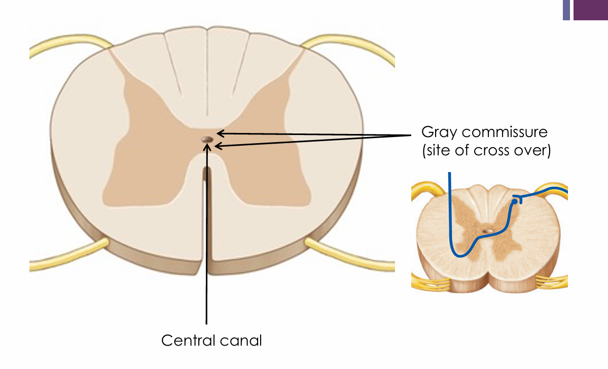 <ul><li><p>Allows axons to cross from one side of the CNS to the other</p></li></ul><p></p>