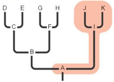 <p>includes the most recent common ancestor of the group, but not all its descendants</p>