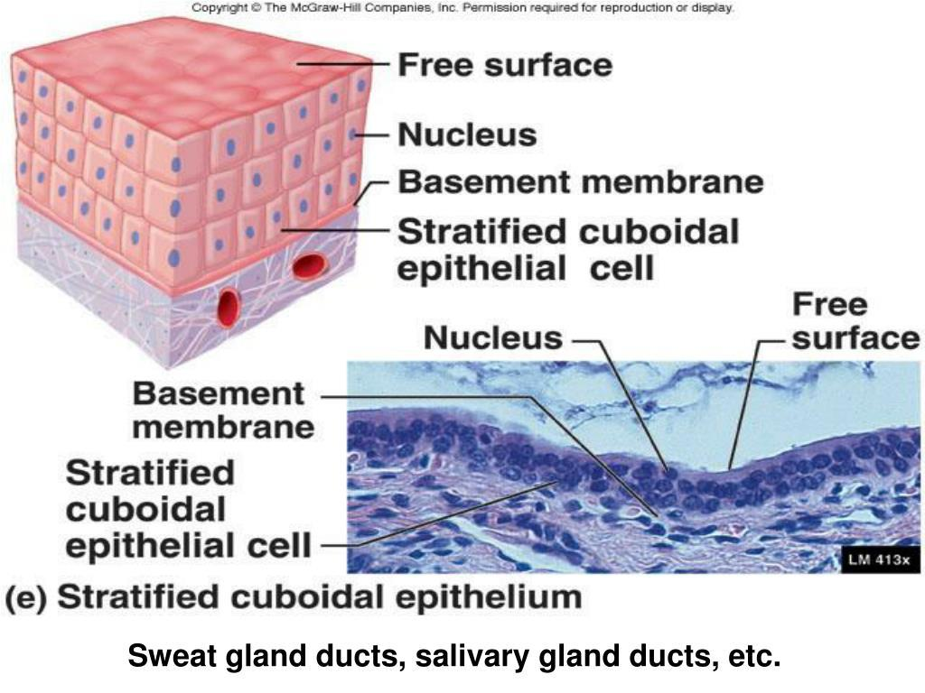 <p>Large ducts of sweat, mammary, and salivary glands.</p>